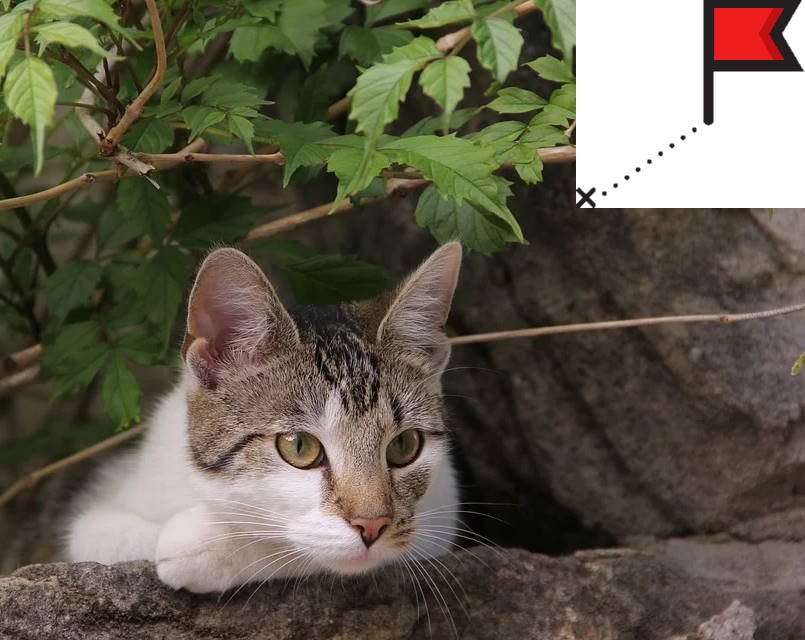 gps_katze