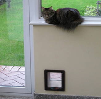 katzenklappe chip bilder